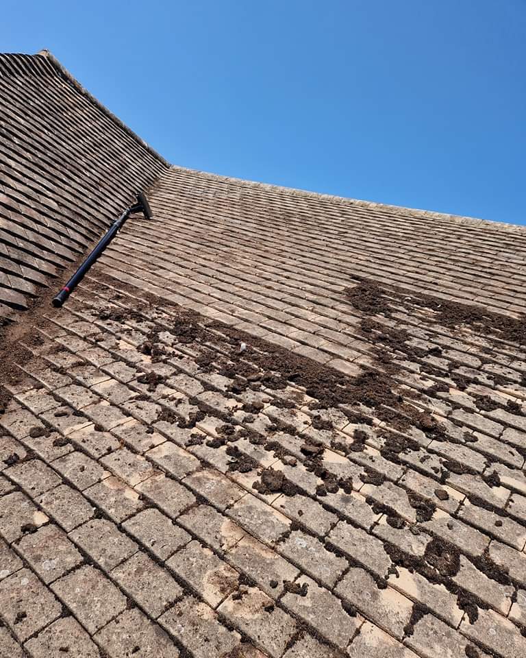 Moss removal and treatment