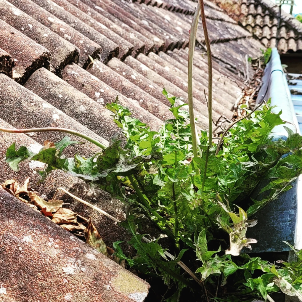 Commercial and Residential Gutter Cleaning Services